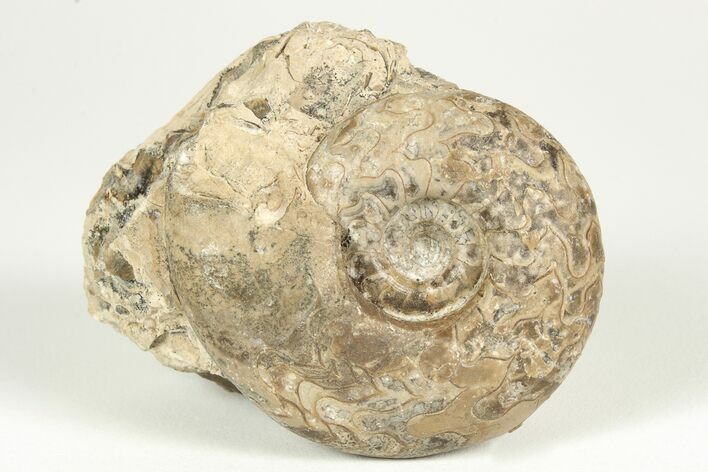 Permian Ammonite (Uraloceras) Fossil - Russia #207467